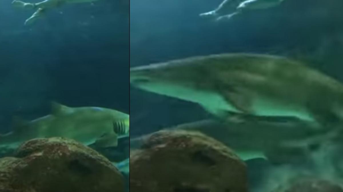 surpriza de proportii pentru vizitatorii unui acvariu ceva neasteptat a aparut de nicaieri printre