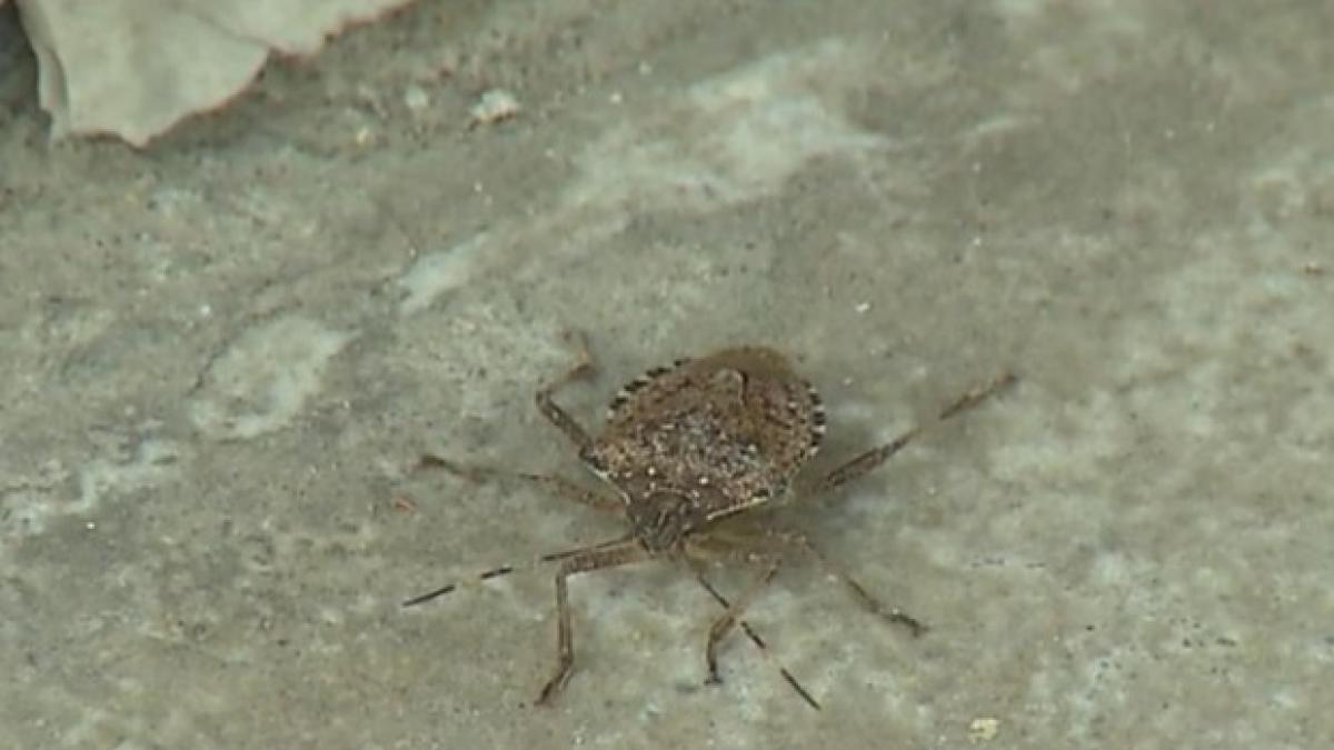 toata romania se plange de gandacii mirositori atentie aceste insecte pot purta germeni periculosi