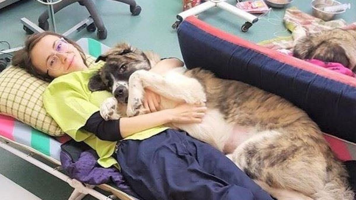 imaginea care a cucerit internetul un catel aflat la un pas de moarte salvat de medicii veterinari