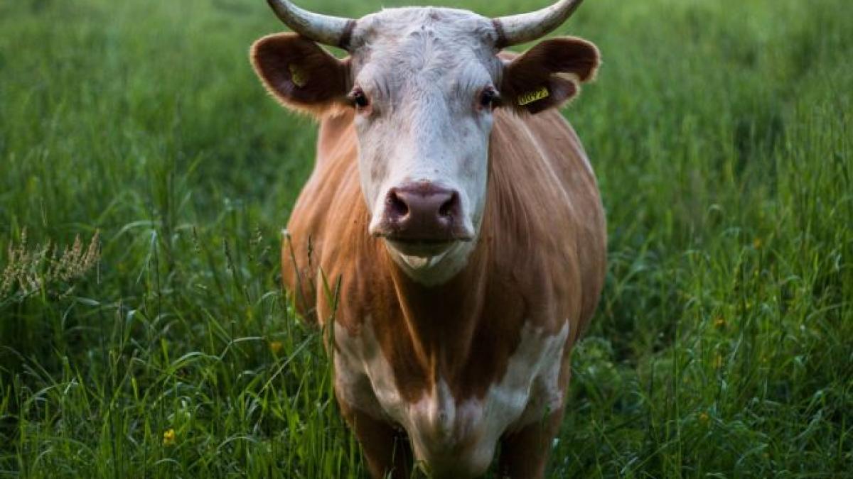 pericol de boala vacii nebune ce spun autoritatile
