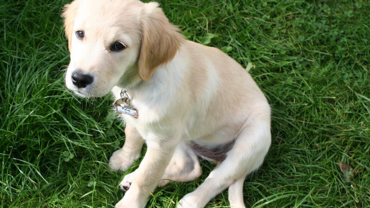 ancheta la politie dupa ce un caine a fost otravit