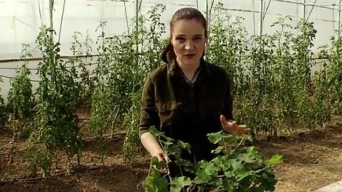 numai de bine cum pregatim florile pentru iarna