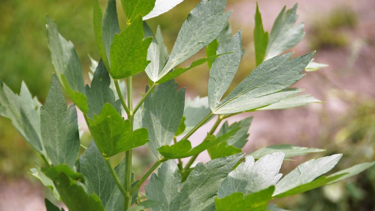 politia locala constanta se lauda ca a confiscat 273 de legaturi de verdeata lansam un avertisment