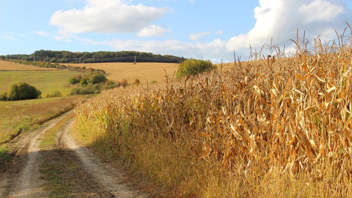 presa franceza romania vampirizeaza piata europeana a porumbului