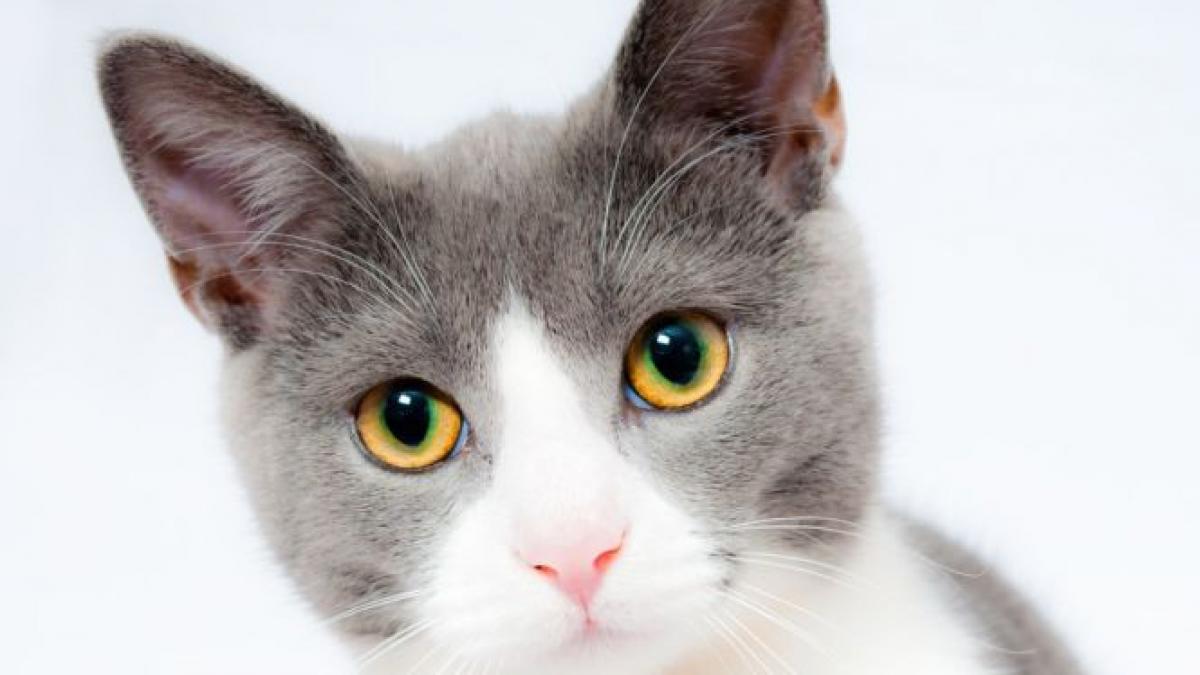 bucurestenii care au pisici sau caini ii pot steriliza pe banii primariei in 11 cabinete veterinare