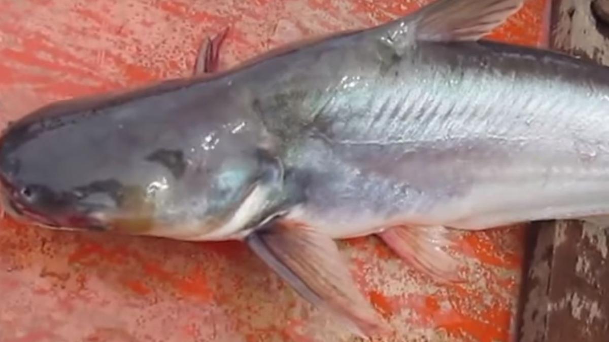 acest tip de peste este foarte nociv pentru sanatatea ta ai mare grija