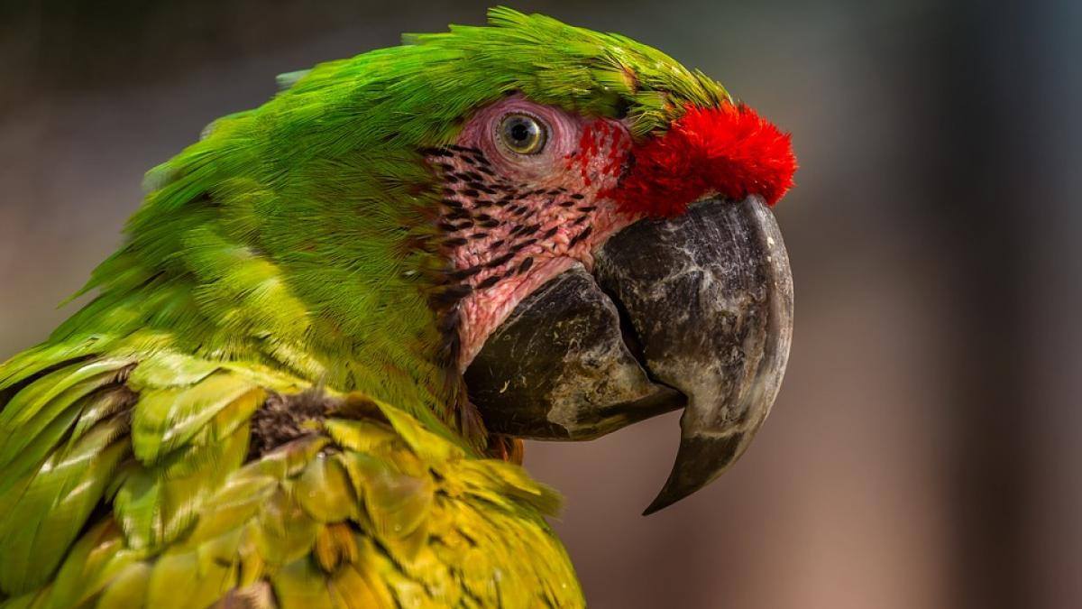 o romanca a fost avertizata ca va fi cutremur de papagalul ei ce a facut pasarea