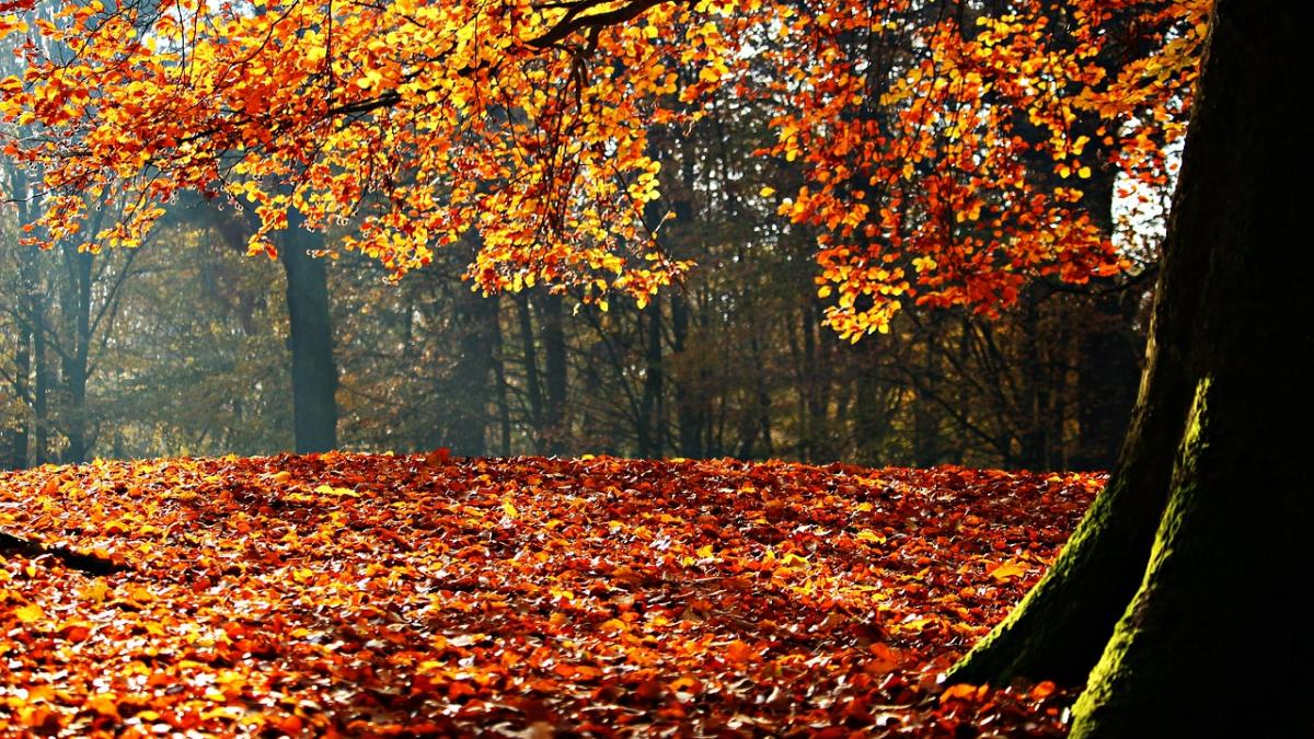 prognoza meteo cum va fi vremea in urmatoarele doua saptamani