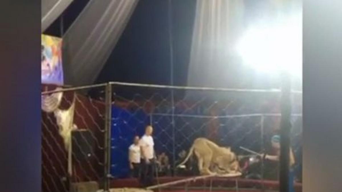 scene de groaza in rusia o fetita a fost atacata de o leoaica la circ