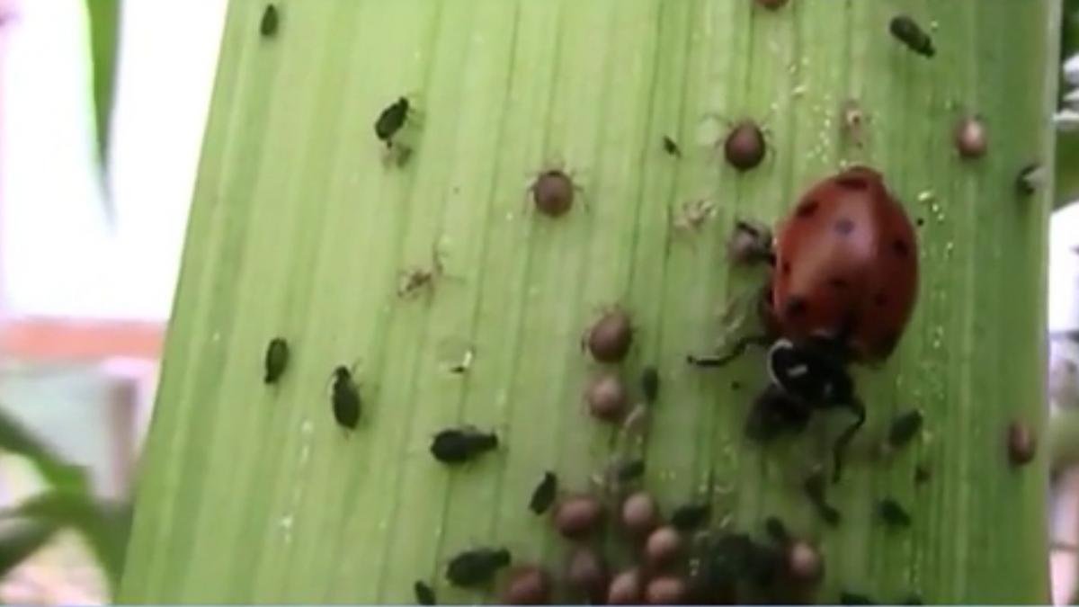 numai de bine ajutoare in gradina cum scapati plantele de daunatori