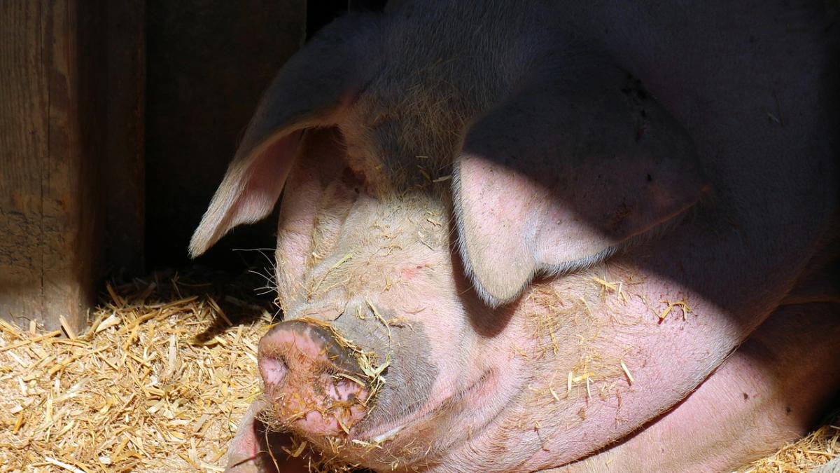 un nou focar de pesta porcina confirmat in romania zeci de porci au fost sacrificati