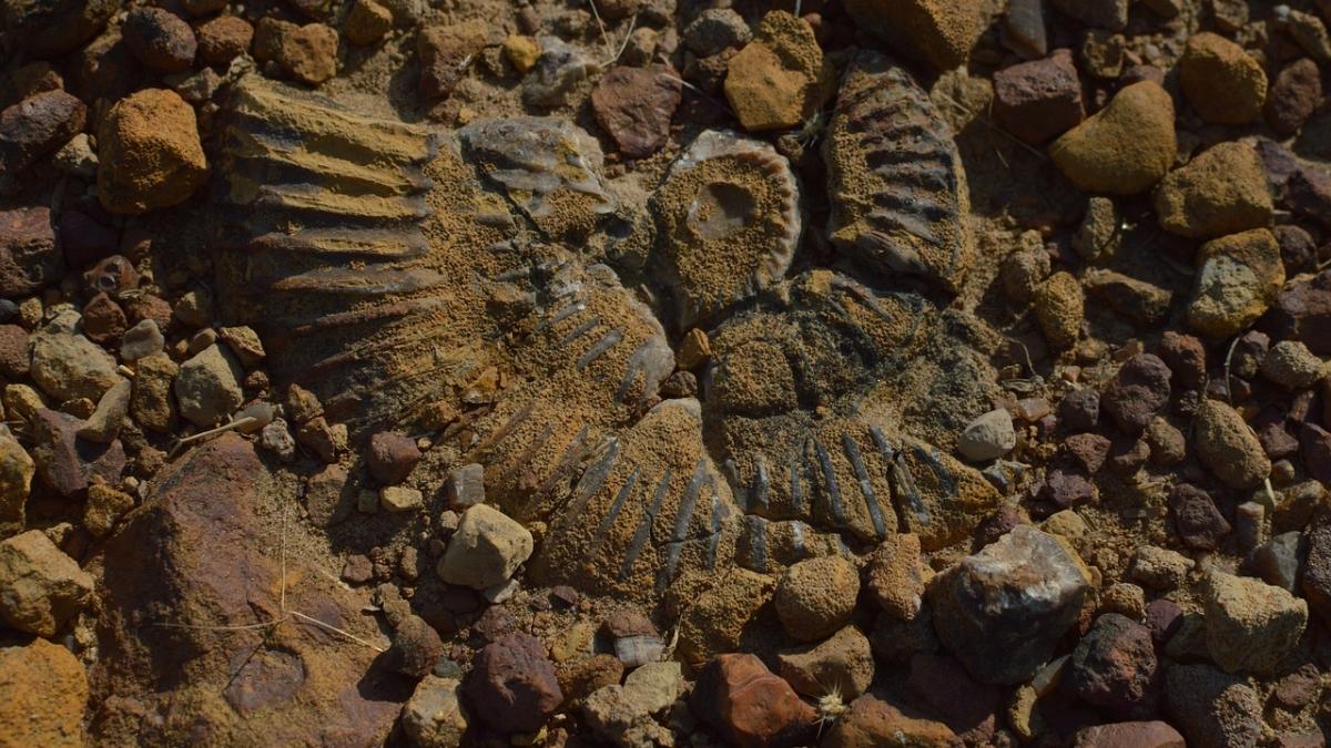 o specie necunoscuta a fost descoperita de cercetatori avea peste 12 metri lungime