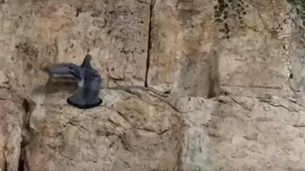 o profetie care care ar anunta sfarsitul lumii s ar fi implinit la zidul plangerii video