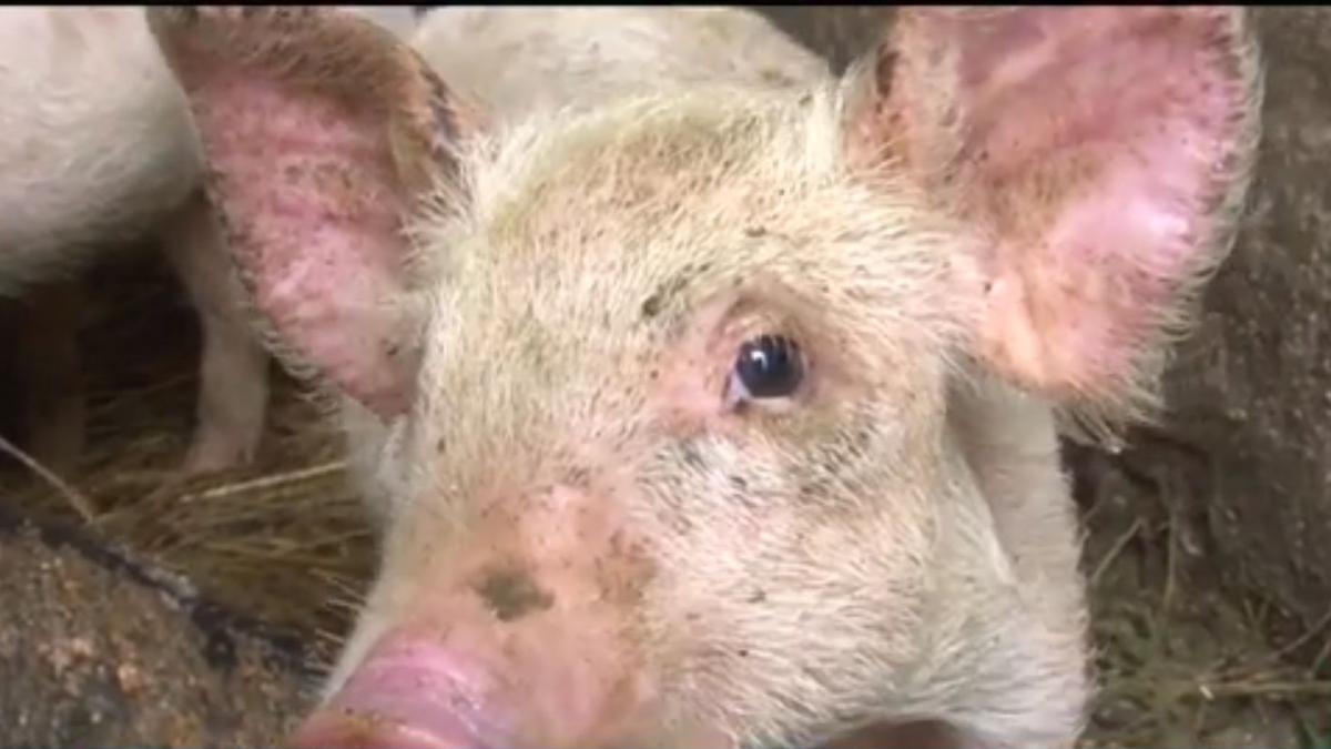 romanii fara carne de porc pentru masa de craciun