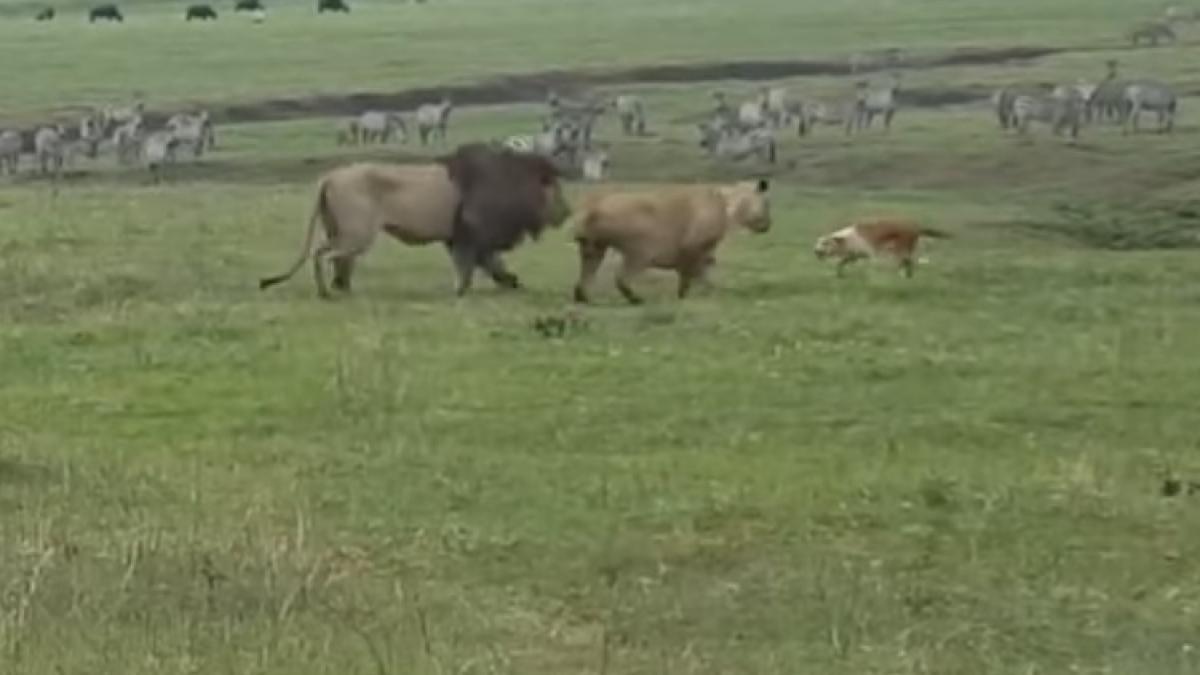 i se spune cainele lui chuck norris se ia la bataie cu doi lei iar apoi pleaca linistit video