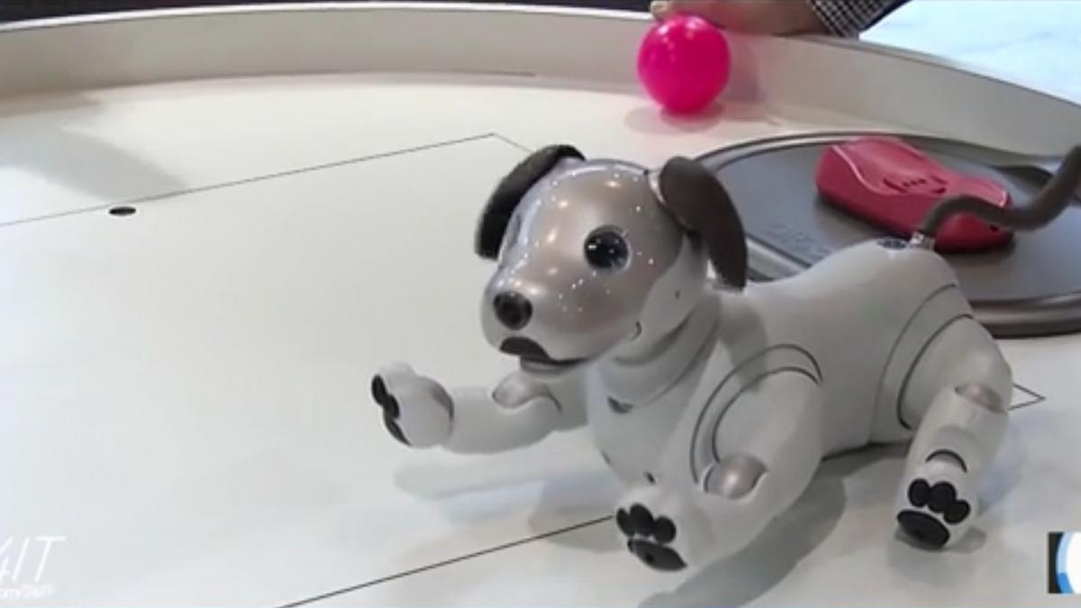 24 it pauza de distractie cu un robot caine