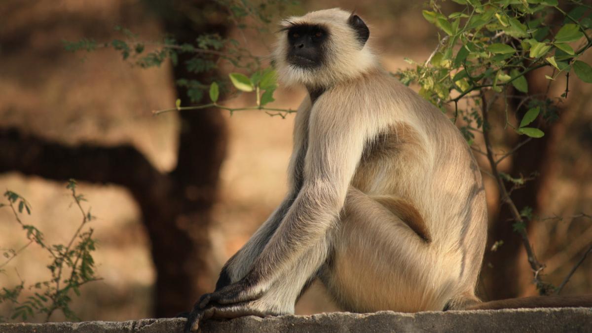 bebelus furat de o maimuta in timp ce era alaptat de mama lui copilul a murit