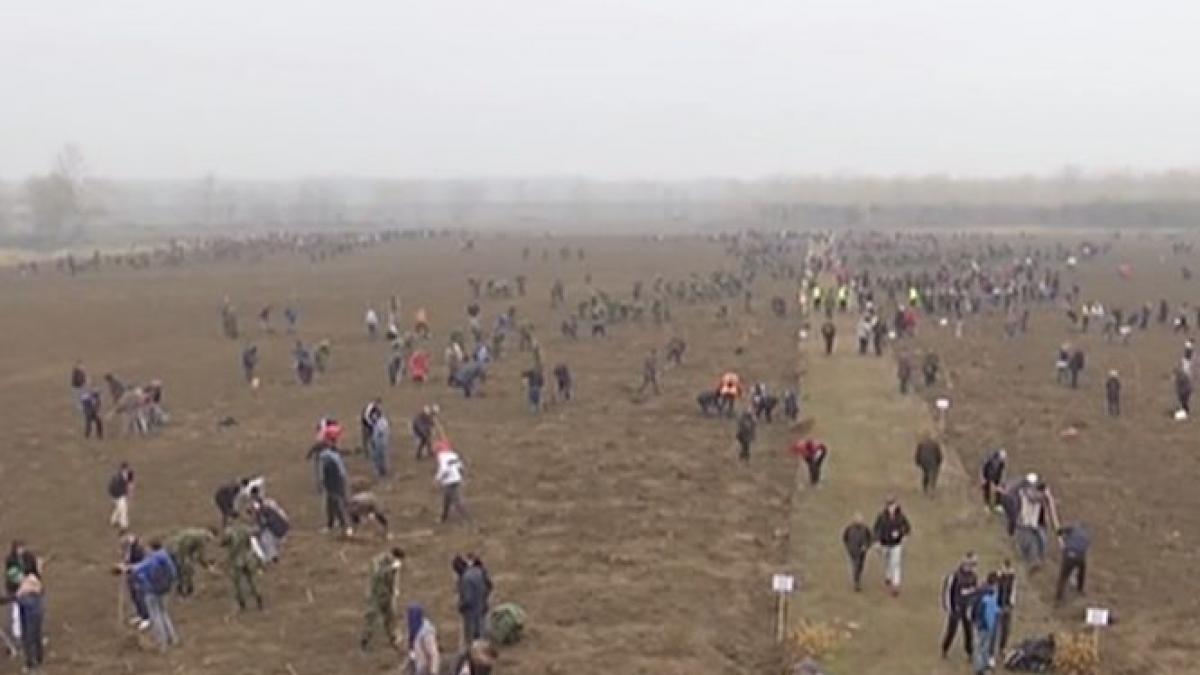 Peste 112.000 de stejari, plantaţi de voluntari în Parcul Memoriei Naţionale