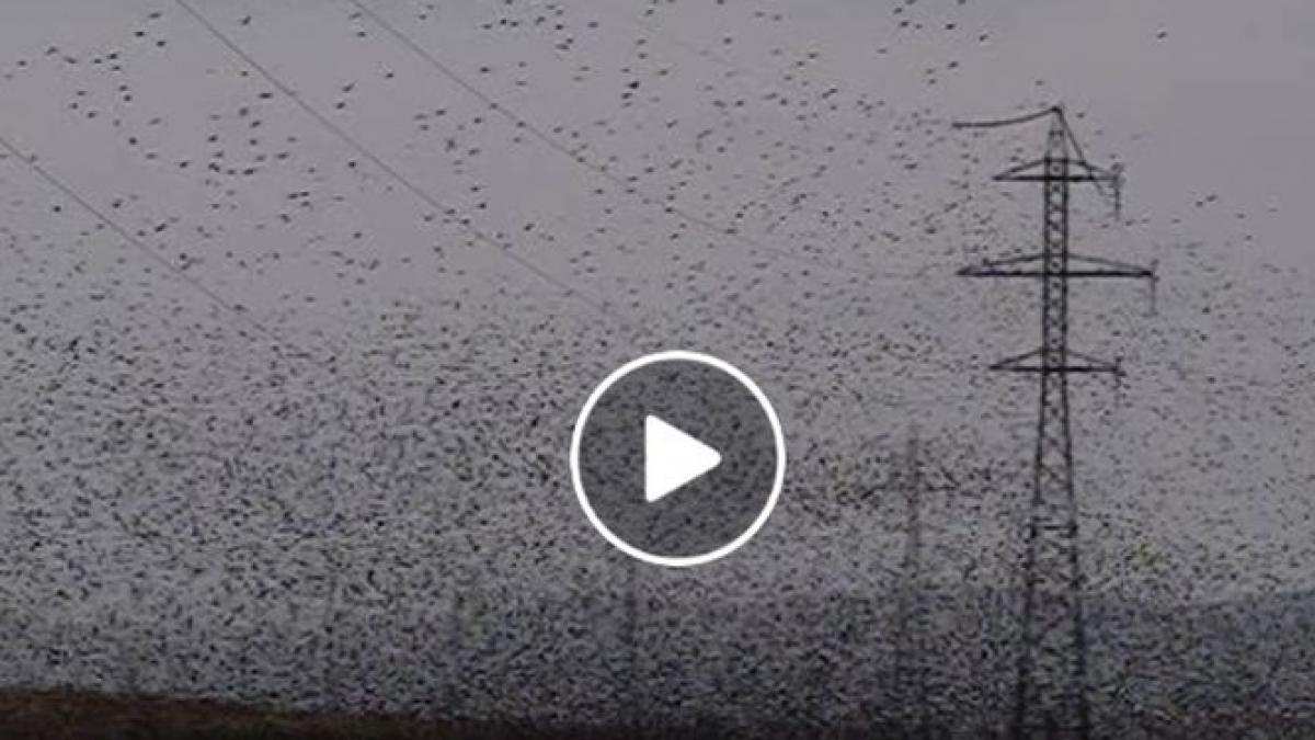 rar vezi asa ceva imagini spectaculoase au fost surprinse in parcul national muntii macinului video