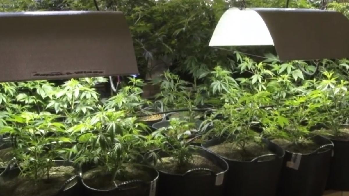 operatiune de amploare a diicot a fost destructurata cea mai mare retea de trafic de droguri video