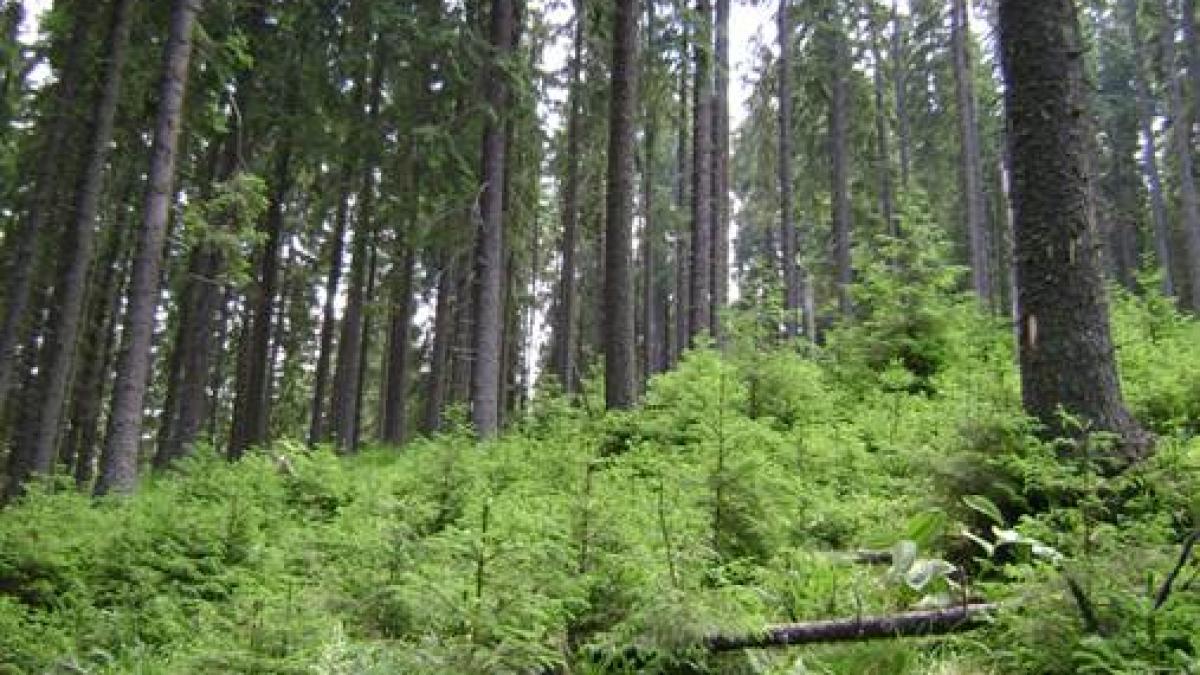 raport socant cum dispar mii de hectare de paduri