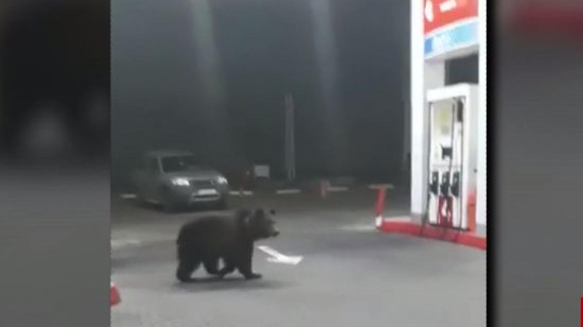 ursi surprinsi intr o benzinarie din sinaia