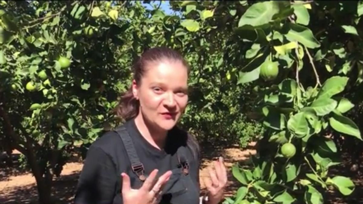 numai de bine ingrijirea lamaiului la ghiveci sfaturi utile