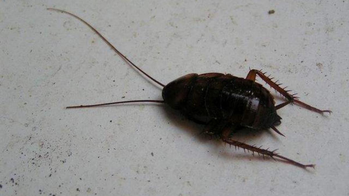 femeie ucisa de gandacii de bucatarie cum a fost posibil asa ceva