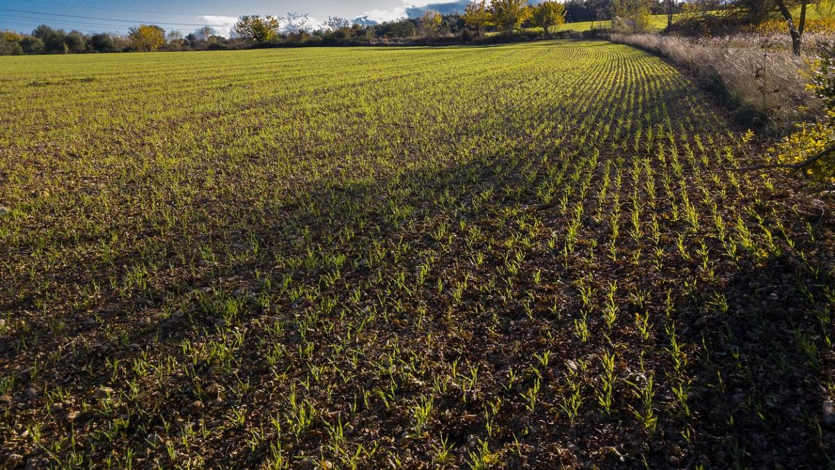 seceta a parjolit culturile de grau orz si rapita fermierii asteapta ploaia ce spun meteorologii