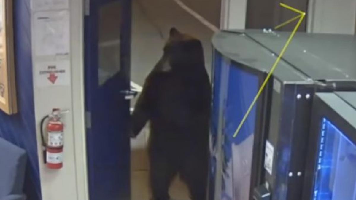 urs surprins de camerele de supraveghere intr o sectie de politie cum au reactionat ofiterii