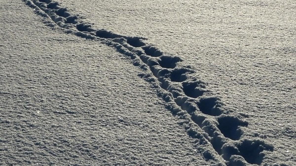 autocar cu 28 de persoane ramas inzapezit in apropiere de vama giurgiu