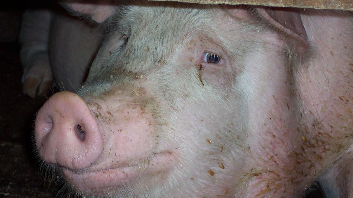 scandal din cauza pestei porcine africane satenii dintr o comuna din olt refuza eutanasierea