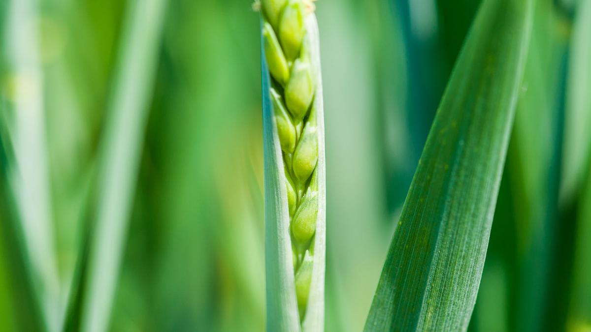 sfantul andrei ce semnificatie are de fapt graul pus la incoltit