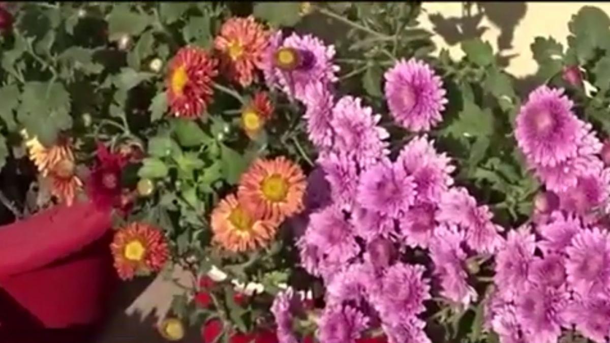 numai de bine cum ingrijesti crizantemele la ghiveci
