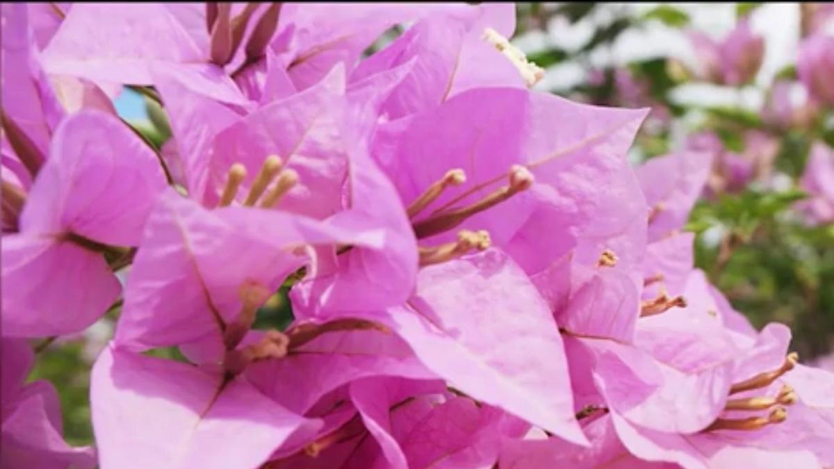 numai de bine planta care aduce aer mediteranean in casa ta