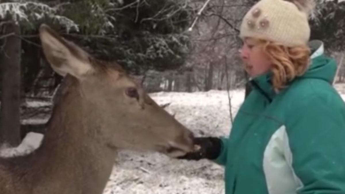 locul din romania in care turistii intalnesc la tot pasul caprioare si le hranesc din palma e un