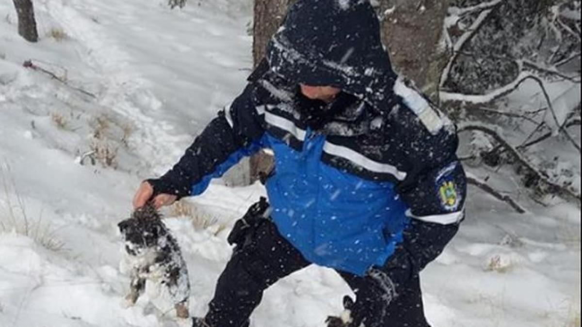 jandarmii montani din gorj au vazut o catelusa agitata cand s au apropiat de ea au gasit sase pui