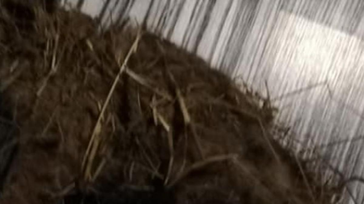 a vazut un bulgare de pamant inghetat care se misca cand s a apropiat si a dat seama ce era de fapt