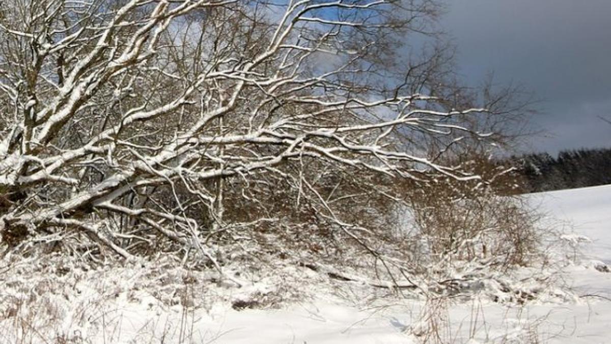 situatie fara precedent pe valea oltului zeci de copaci au cazut din cauza zapezii