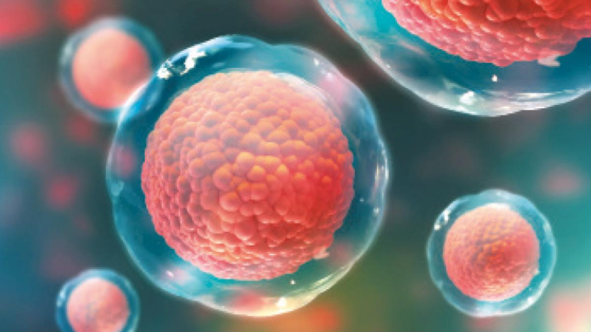 celule stem de ce sunt atat de importante pentru sanatatea copilului tau