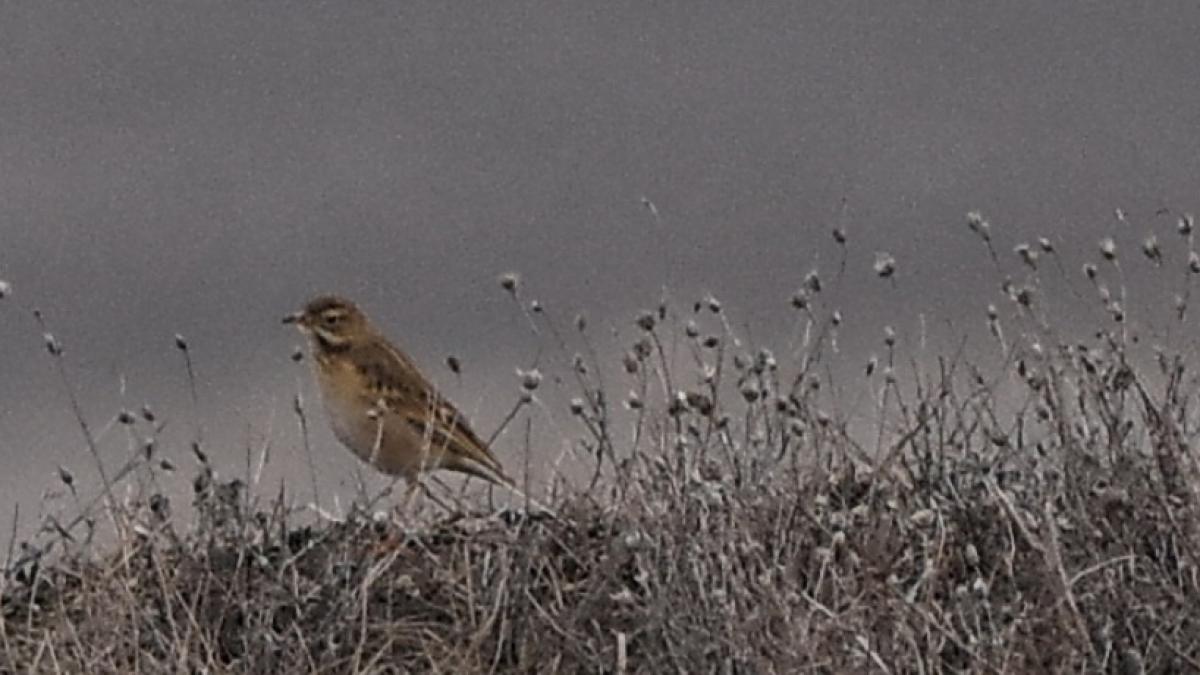 o specie de pasare siberiana a fost descoperita in romania a fost vazuta in zona lacului techirghiol