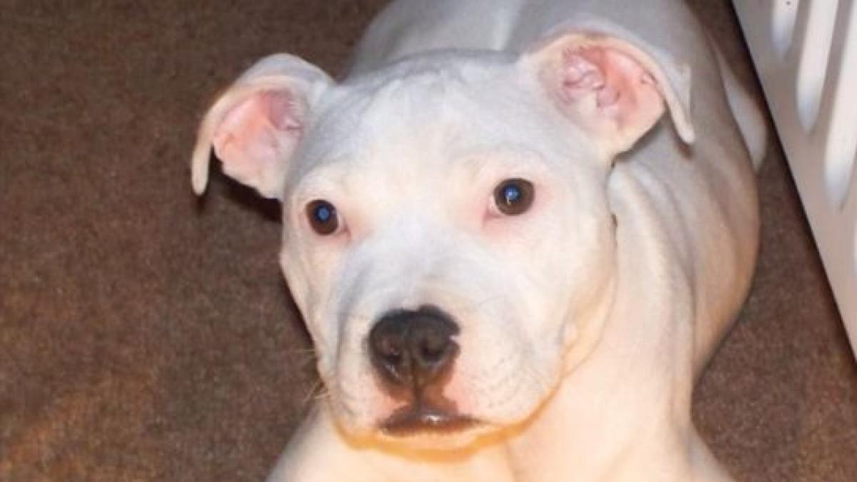 si a abandonat catelul in strada in ajunul craciunului momentul emotionant in care patrupedul isi