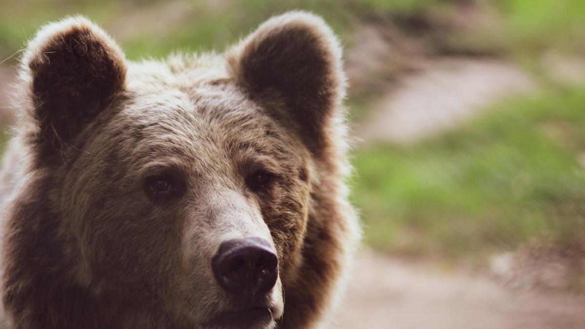 cosmar de craciun in rusia un urs i a smuls mana unei femei care a incercat sa l hraneasca