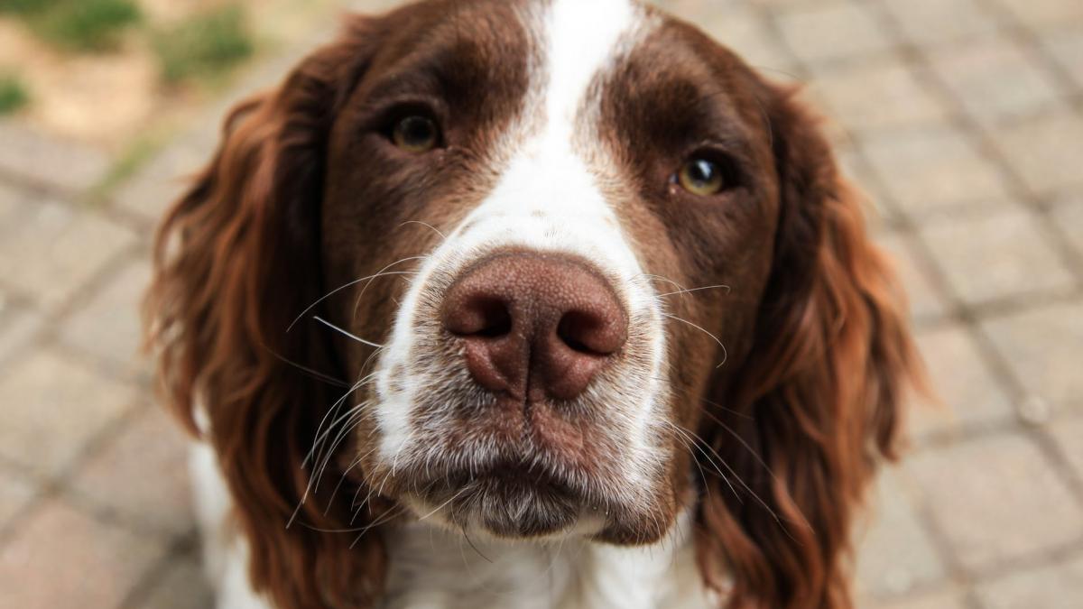 miracol de craciun pentru o femeie careia i a fost furat catelul s au regasit dupa doi ani