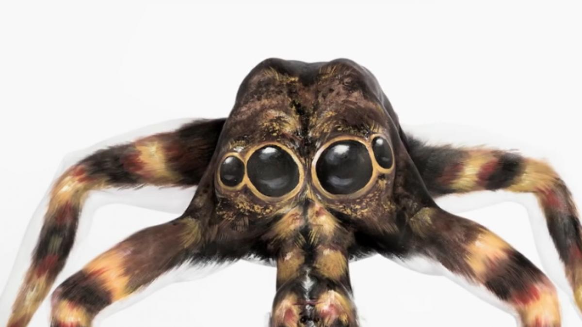 iluzia care iti pacaleste creierul ce se afla de fapt in aceasta imagine