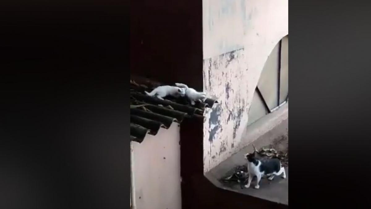 barbatul se uita pe geam cand a vazut pe acoperisul din apropiere o pisica impreuna cu puii ei ce a