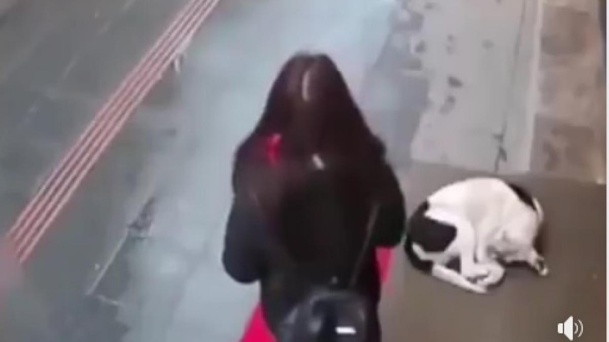 a zarit un caine pe strada in timp ce afara ploua infernal ce a putut sa faca aceasta femeie a