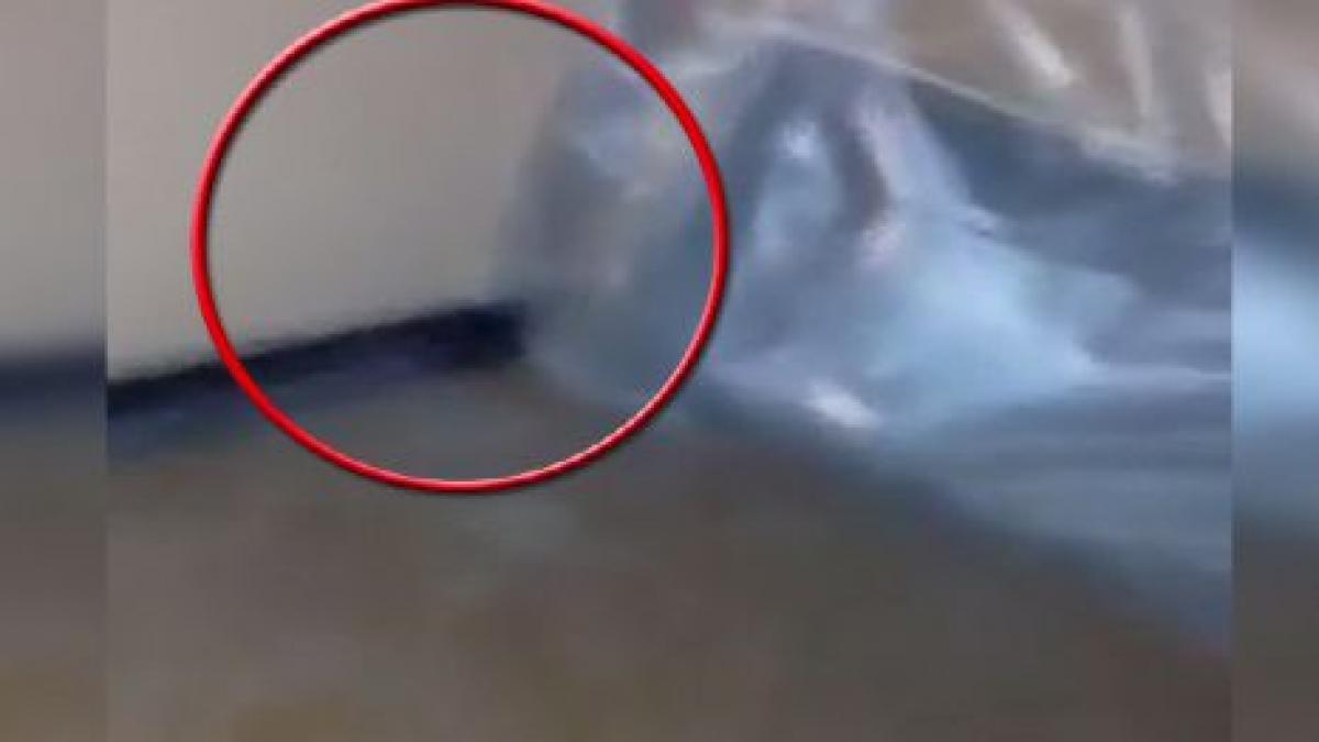 conditii inumane in caminele studentesti tinerii nevoiti sa doarma printre sobolani