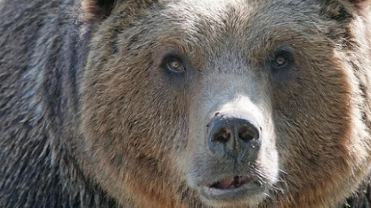 clipe de cosmar pentru un barbat din harghita omul era in padure cand un urs s a napustit asupra sa