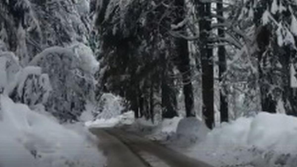 diana plecase cu o masina de la baia mare cand pe un drum ceva i a aparut in fata e un adevarat